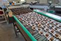 Linha completa de biscoitos laminados, rosquinhas, wafer, cream cracker 4500 kg por hora